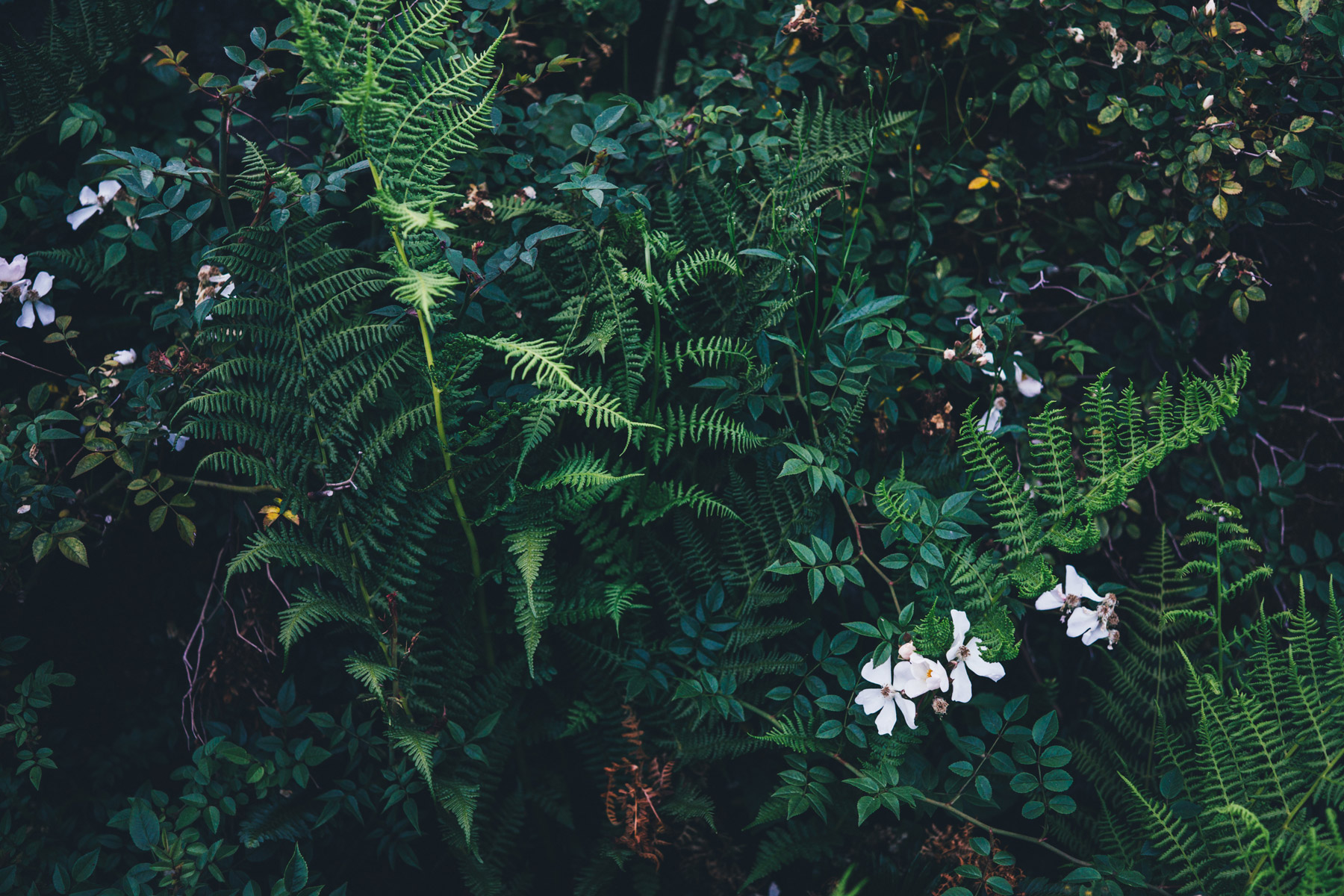 Dense green ferns and foliage with small white flowers, deep green tones, tranquil natural mood